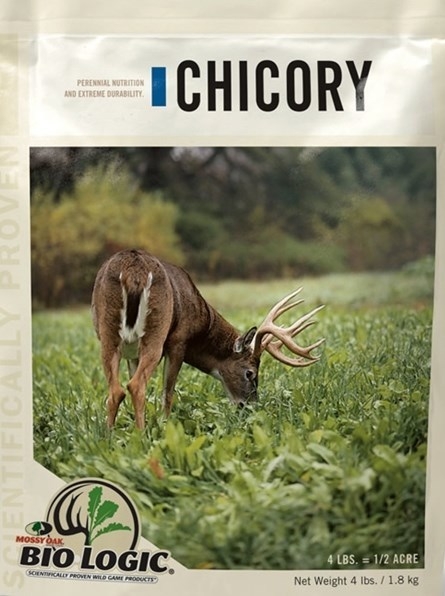 chicory for deer